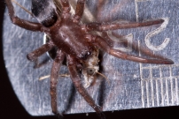 (Araneae - Gnaphosidae - Scotophaeus sp.)